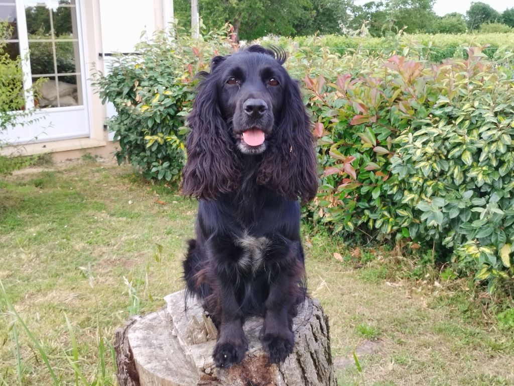 Les Cocker Spaniel Anglais de l'affixe Des bois des guenins